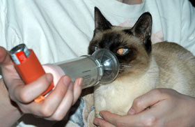 Picture of An Asthmatic Cat